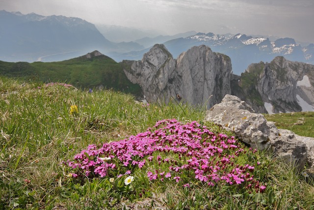 Alpstein 5